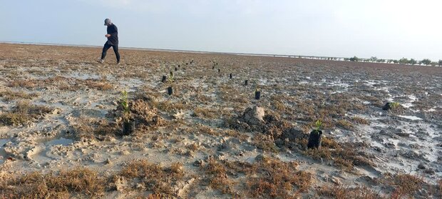 ۱۰۰۰ نهال حرا در نوار ساحلی بوشهر کاشته شد