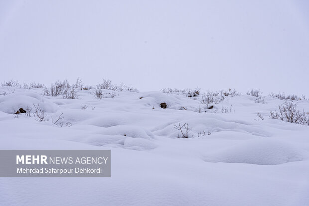 طبیعت برفی کوهرنگ در اولین هفته زمستان
