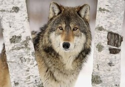 گرگ‌های ناژوان در زیستگاه های طبیعی رها شدند