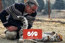 VIDEO: Iran cheetah Pirouz playing in Pardisan Wildlife Park