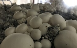 ایجاد کارگاه تولید قارچ دکمه‌ای در دانشکده کشاورزی دانشگاه لرستان