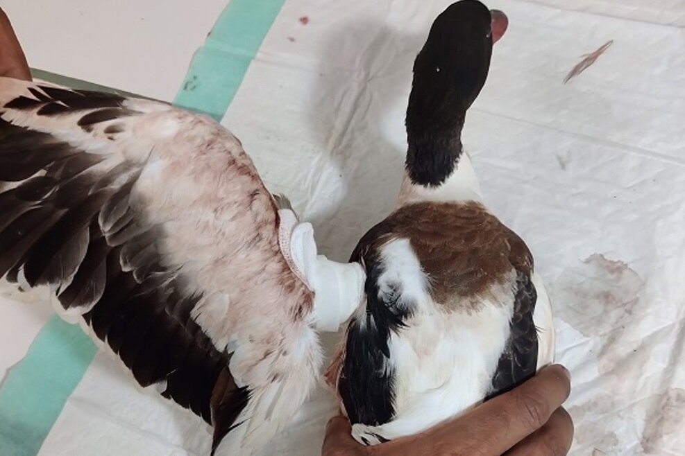 ۳۰ گونه حیات وحش در نقاهتگاه محیط زیست بوشهر درمان شدند