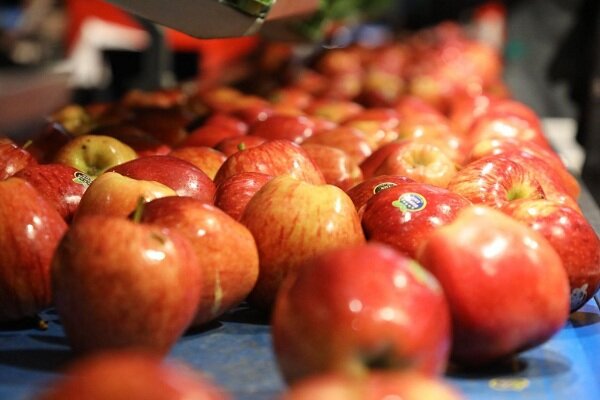 صادرات سیب آذربایجان غربی به روسیه و قزاقستان با کشتی اختصاصی