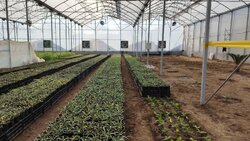 ۵۶ پروژه کشاورزی دهه فجر در مازندران اجرا می شود