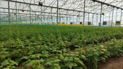 تدوین ۲۲ برنامه مهم برای تولیدات گیاهی استان قزوین