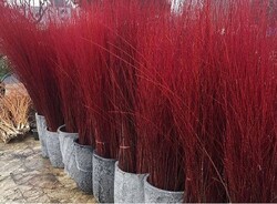 وجود ۷۰ هکتار باغ درختچه زینتی بید قرمز در محلات/ پیش بینی صادرات بیش از ۸۰۰ هزار شاخه