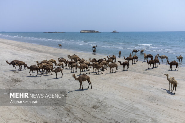 جزایر ناز قشم، یکی از ۱۴ جزیره بزرگ و کوچک در خلیج فارس و دریای عمان