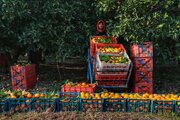 قصه مرکبات از رنج باغدار تا سود بازار؛ طلای نارنجی برند مازندران