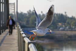 Ahvaz White Bridge hosting migratory birds in SW Iran