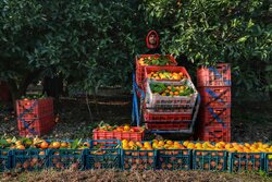 قصه مرکبات از رنج باغدار تا سود بازار؛ طلای نارنجی برند مازندران
