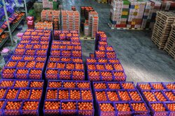 ۲۵۰ تن پرتقال شب عید در مازندران عرضه می شود