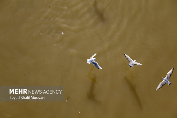 مهمان های پل سفید