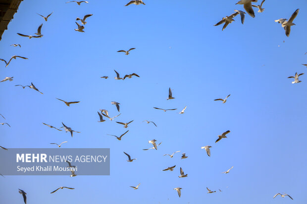 مهمان های پل سفید