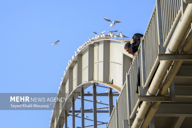 مهمان های پل سفید