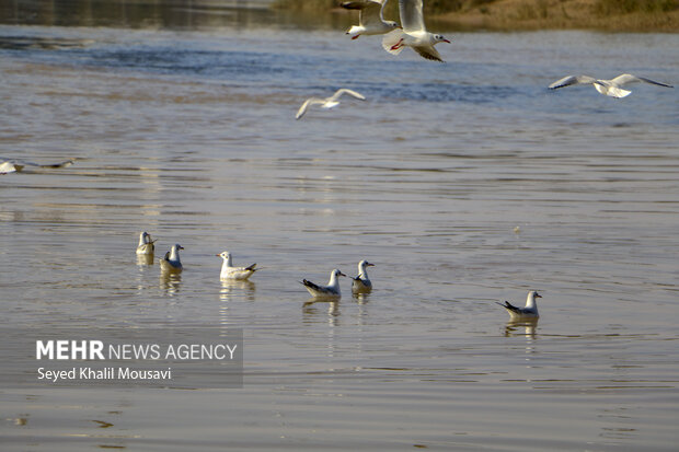 مهمان های پل سفید
