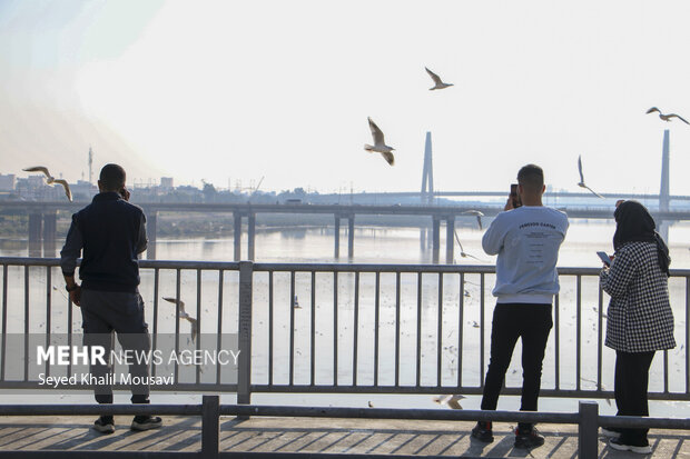 مهمان های پل سفید