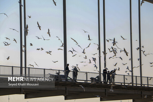 مهمان های پل سفید