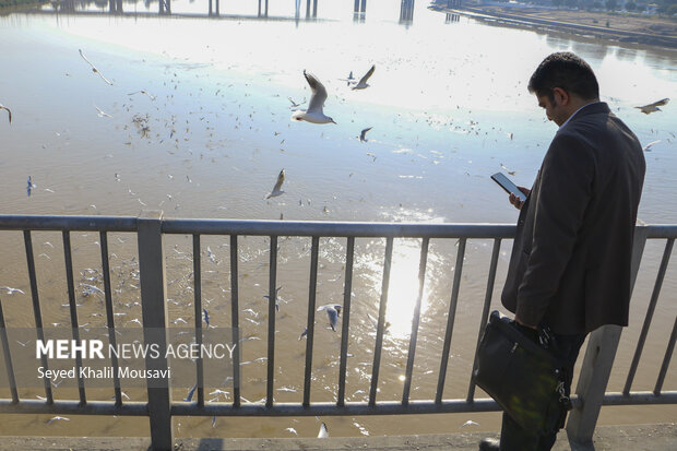 مهمان های پل سفید