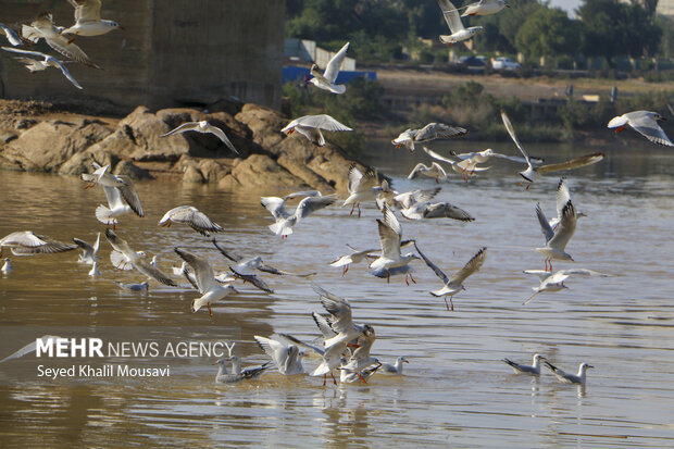 مهمان های پل سفید