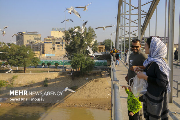 مهمان های پل سفید