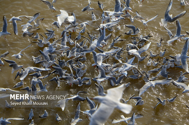 آغاز سرشماری زمستانه پرندگان در خوزستان