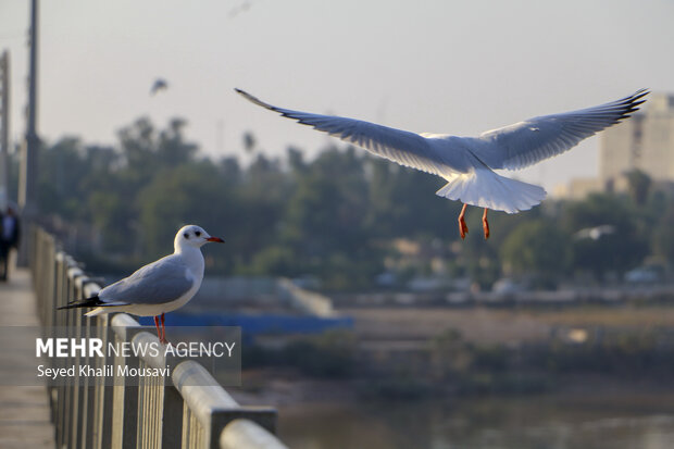 هوای پاک قربانی چرخ اقتصاد / فلرها همچنان گاز می سوزانند