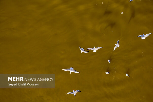 مهمان های پل سفید