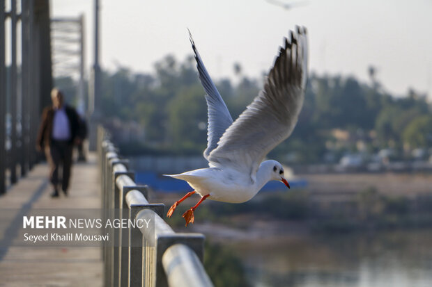 مهمان های پل سفید