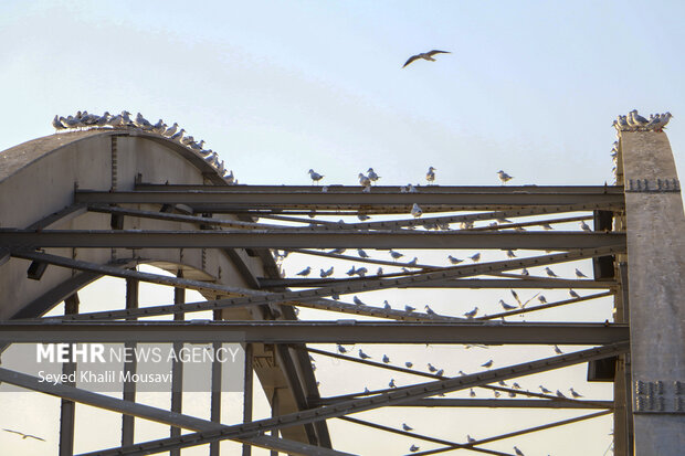 مهمان های پل سفید