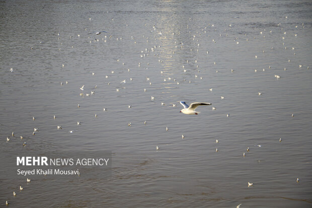 مهمان های پل سفید