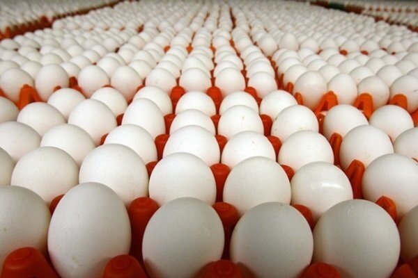۱۰ تن تخم مرغ قاچاق در زاهدان کشف و ضبط شد