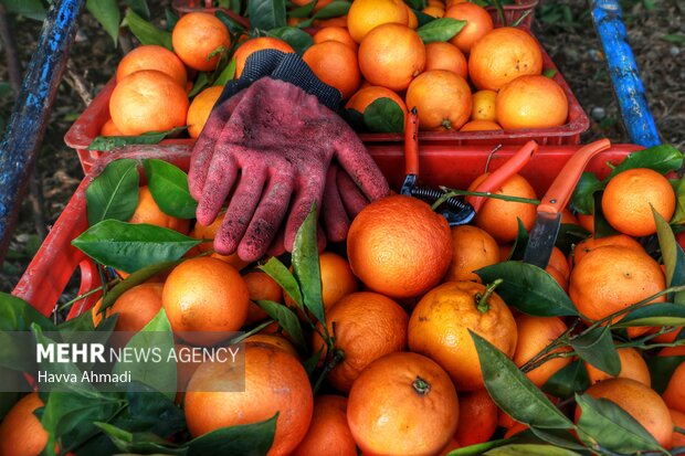 لزوم توسعه صنایع تبدیلی کشاورزی دزفول/ محصولی که خوراک دام می شود