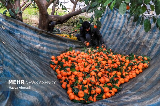 لزوم توسعه صنایع تبدیلی کشاورزی دزفول/ محصولی که خوراک دام می شود