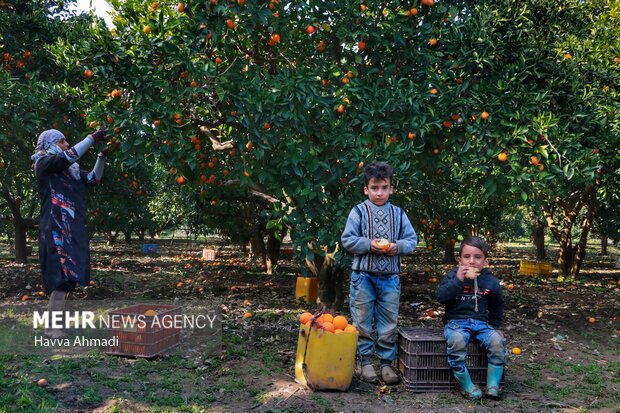رنج باغداران و گنج دلالان/ شیب تند قیمتی مرکبات از باغ تا بازار