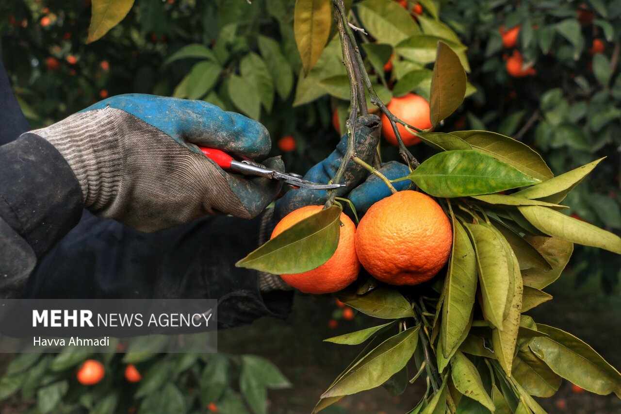 باغداران گلستان در چنبره سرما و دلالان/ خبری از خرید تضمینی نیست