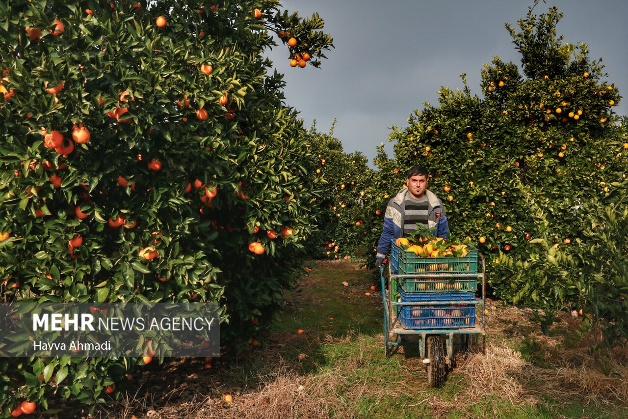 باغداران گلستان در چنبره سرما و دلالان/ خبری از خرید تضمینی نیست