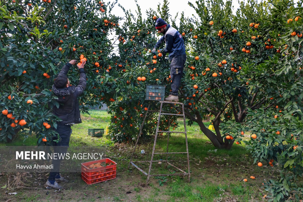 چرخه معکوس صادرات مرکبات مازندران از بازار خارج به داخل