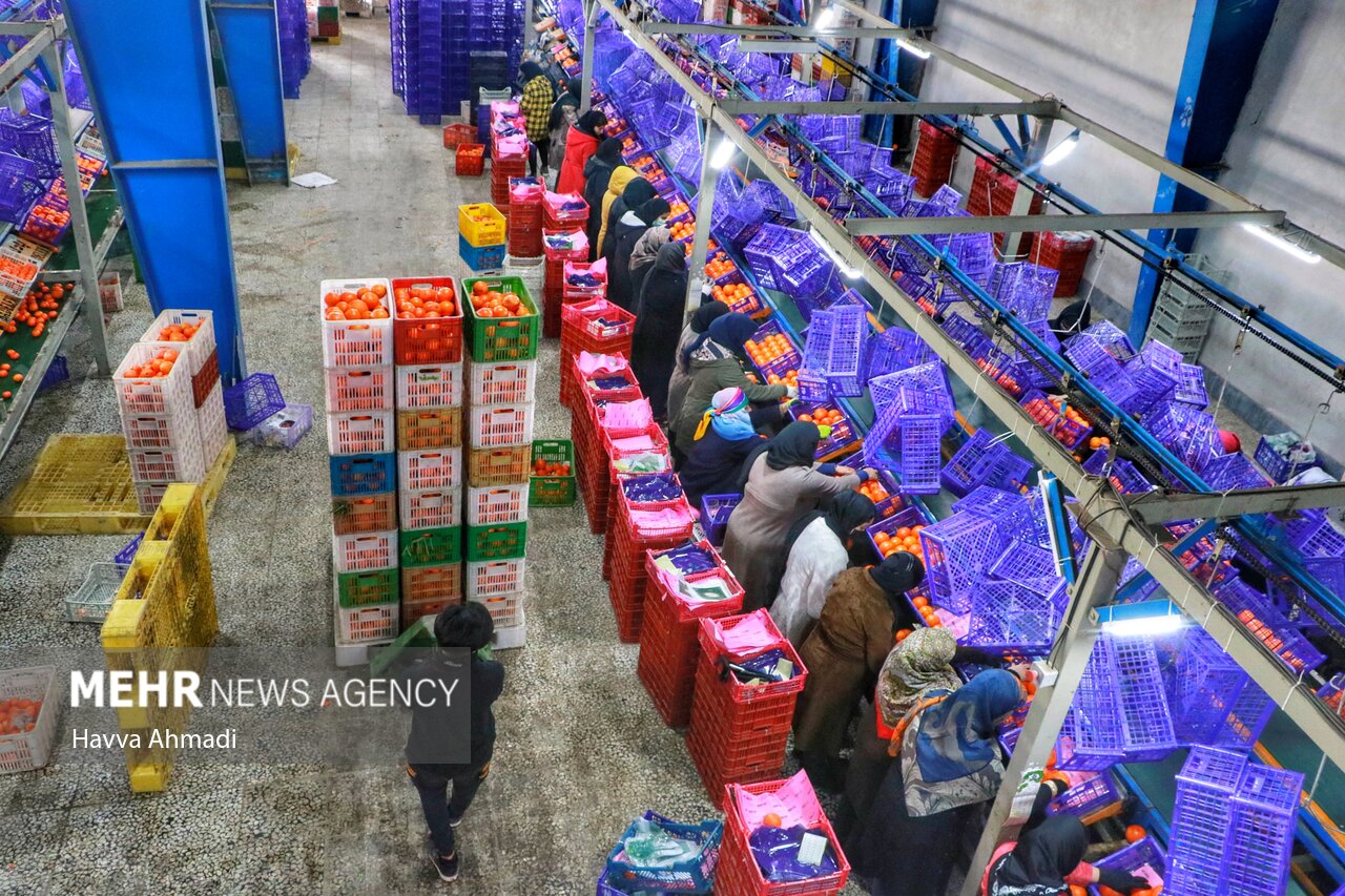 جهانگردی مرکبات مازندران/ دست باغدار خالی است