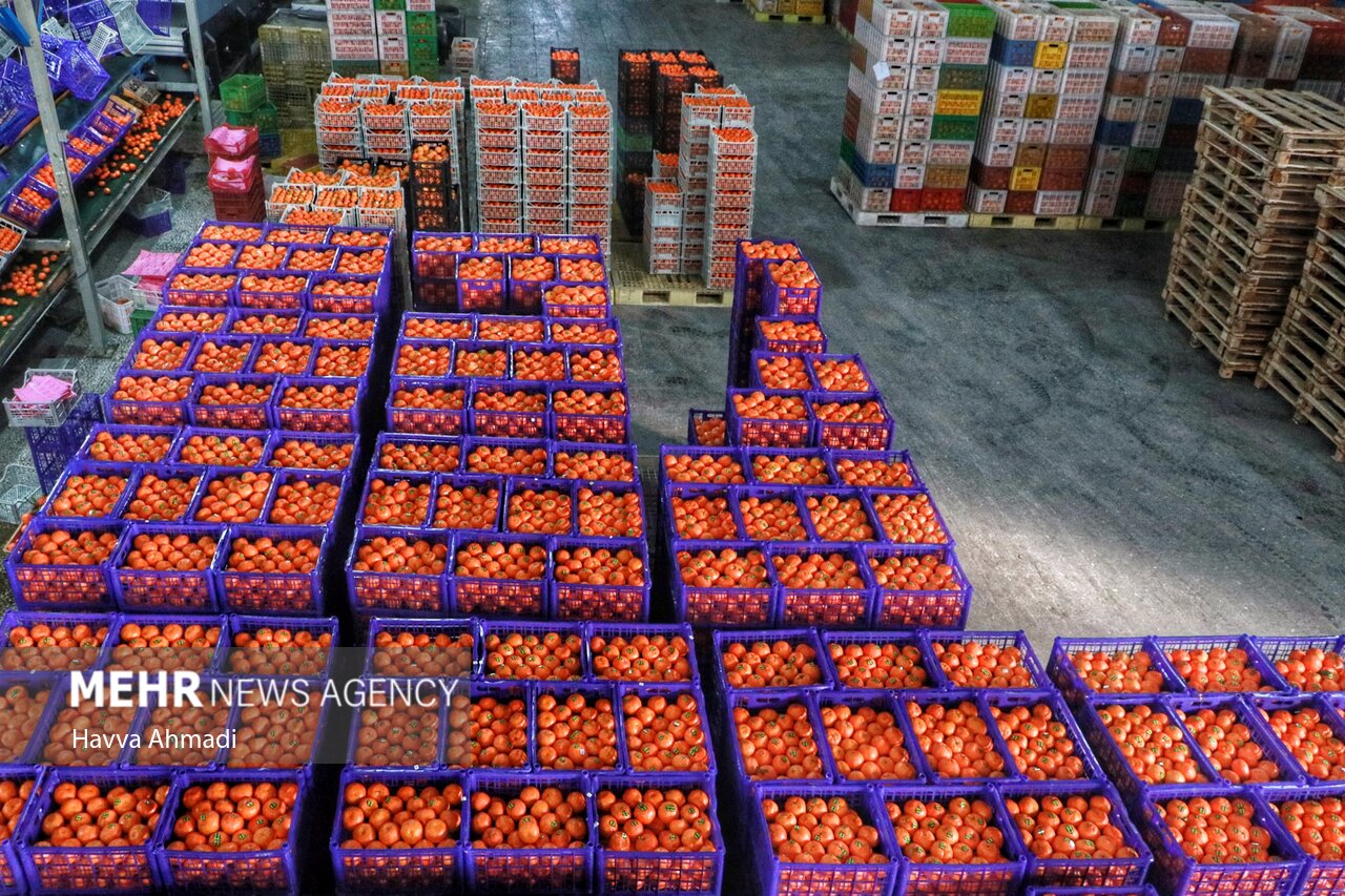 صادرات نارنگی و کیوی در مازندران ۳۵ درصد رشدی یافت