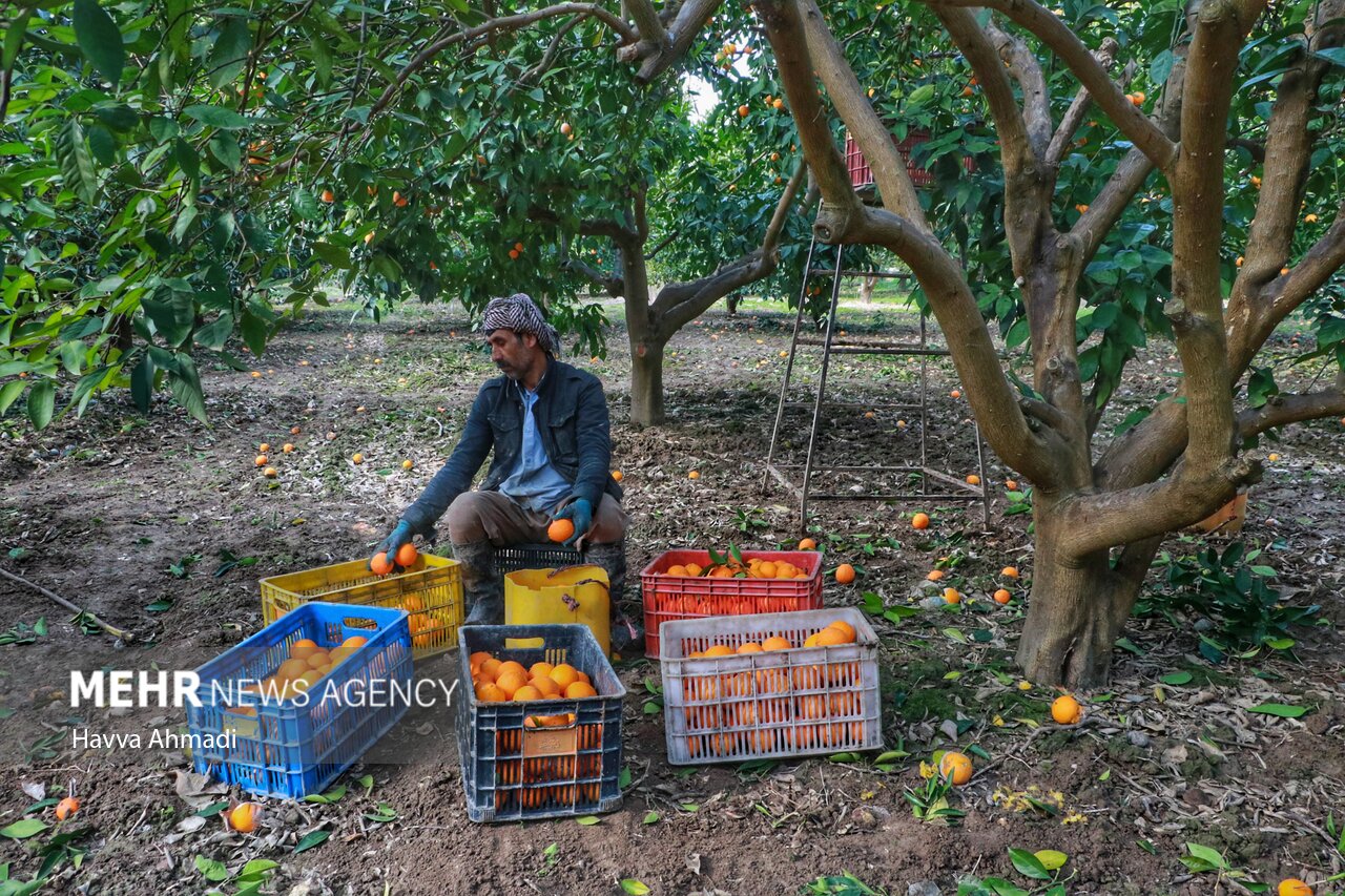 سبزچینی ممنوع! بازارهای جهان شیفته مرکبات زرد