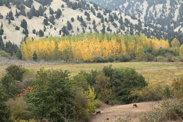 جنگل زربین کجور ذخیرهگاه زیبا و منحصر به فرد است جنگل زربین کجور ذخیرهگاه زیبا و منحصر به فرد است