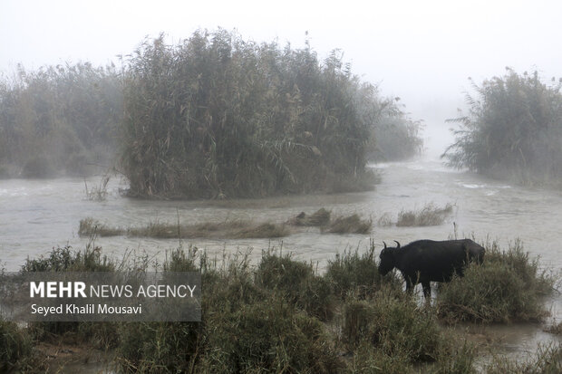 «اهواز» شهری که زیبنده نوروز نیست/ ذبح دام در خیابان
