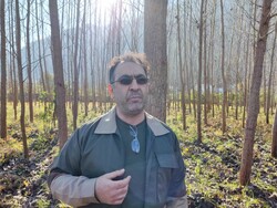 پیش بینی تولید ۳۰ هزار مترمکعب چوب در غرب مازندران