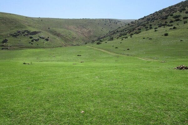 ۵۰ درصد پهنه کردستان مرتع است/کاشت ۱۲ میلیون درخت در استان