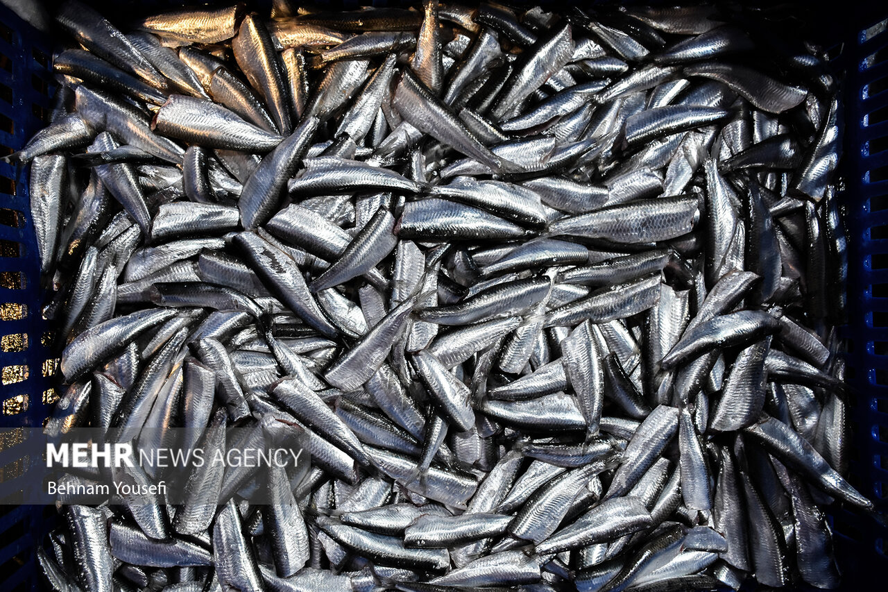 ماهیگیران گلستانی ۱۷۷ تُن ماهی استخوانی از خزر صید کردند