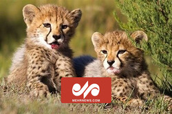 VIDEO: Two Asiatic cheetah cubs in protected area of Touran