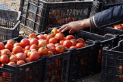۵۴۰ هزار تن گوجه فرنگی از مزارع استان بوشهر برداشت شد