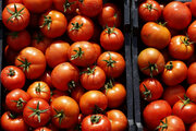 برداشت گوجه فرنگی بهاره گچساران آغاز شد/ پوشش ۴۵٠ هکتار