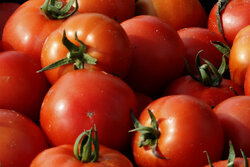 پیش بینی برداشت ۱۰۰ تن گوجه فرنگی داربستی در زرآباد