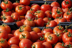 ممنوعیت صادرات گوجه فرنگی از مرز پرویزخان تا اطلاع ثانوی